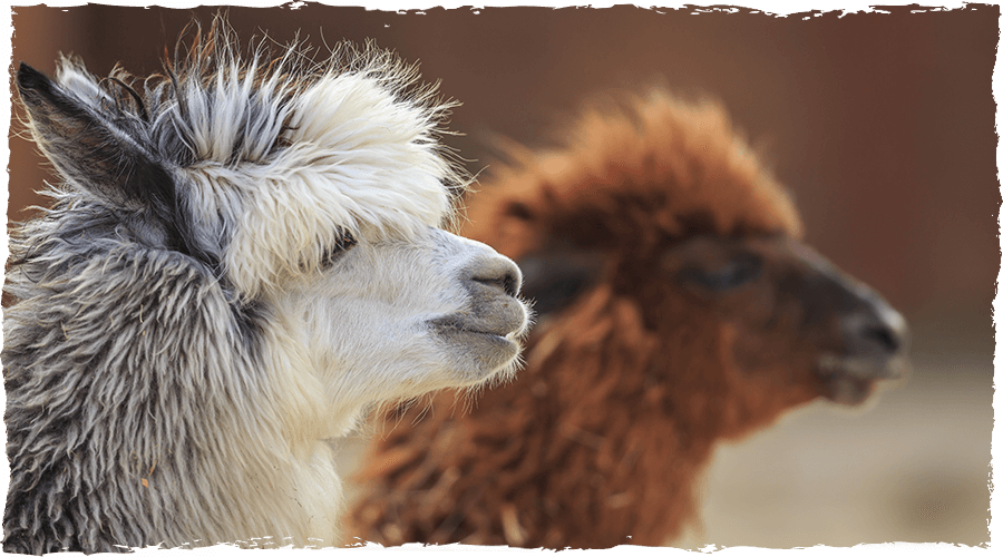 Alpaca-Close