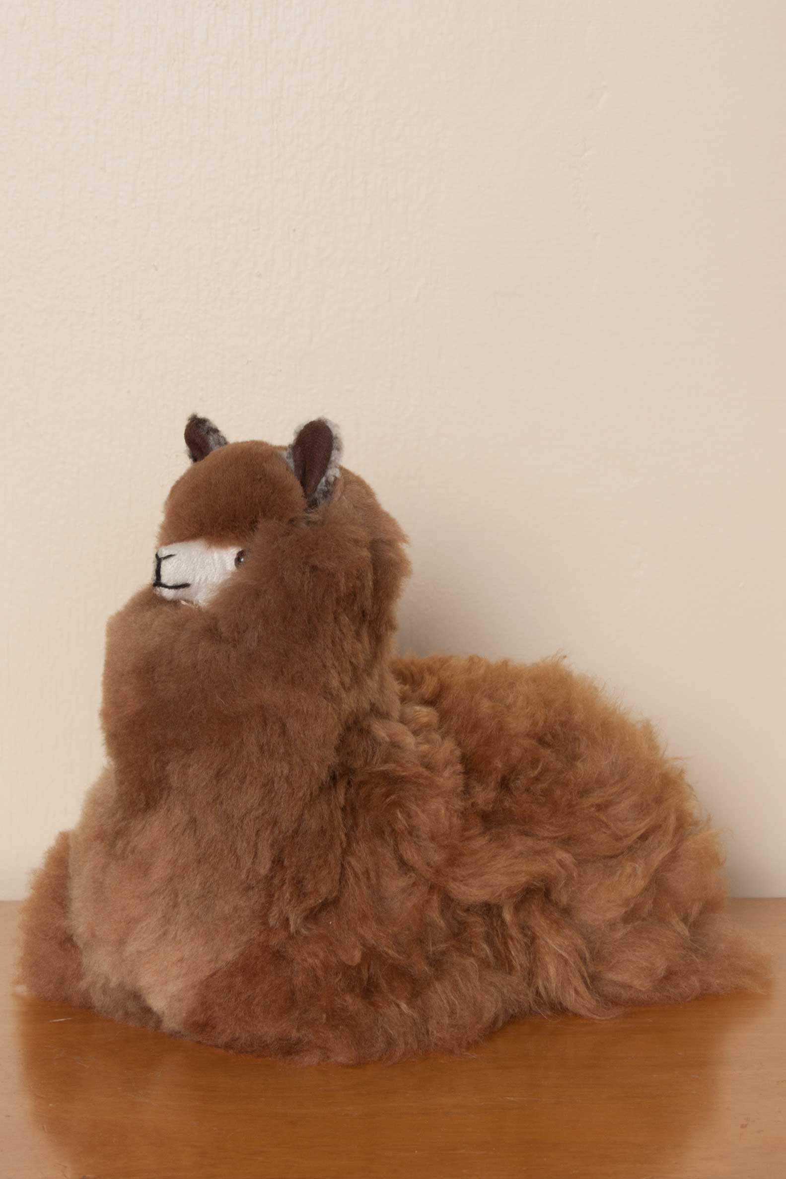 alpaca-laying-brown2